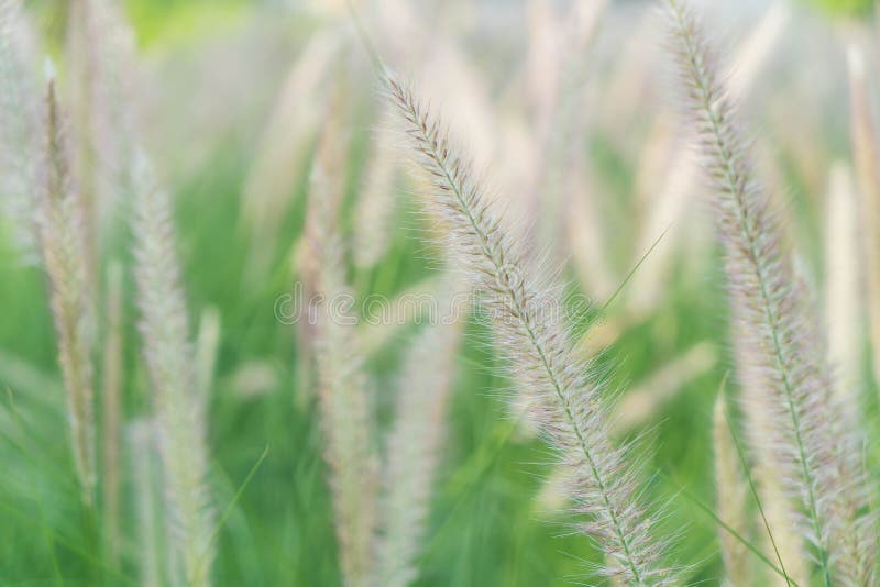 De bloem van het gras stock afbeelding