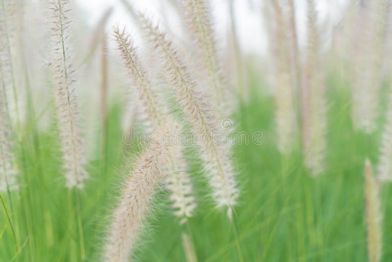 De bloem van het gras stock fotografie