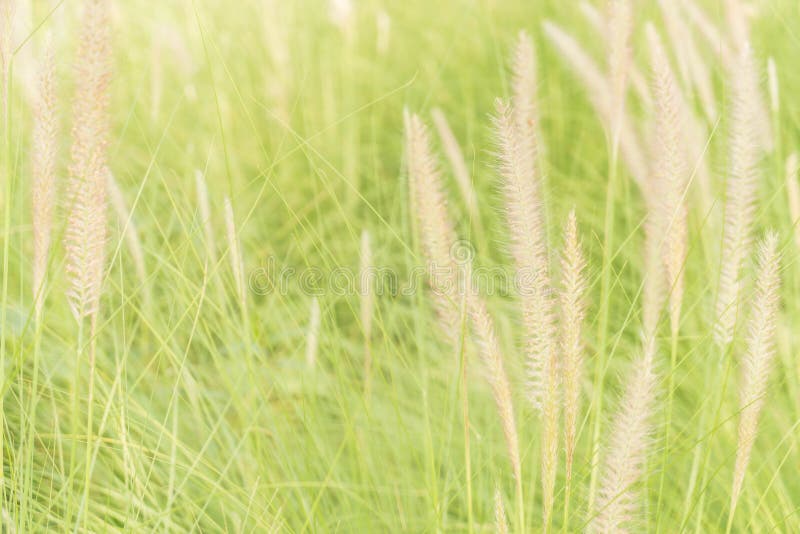 De bloem van het gras royalty-vrije stock foto