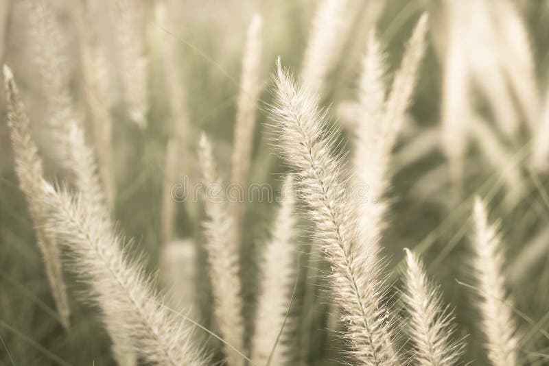 De bloem van het gras royalty-vrije stock afbeelding