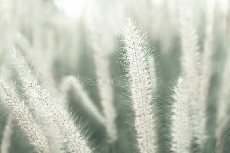 De bloem van het gras royalty-vrije stock foto's
