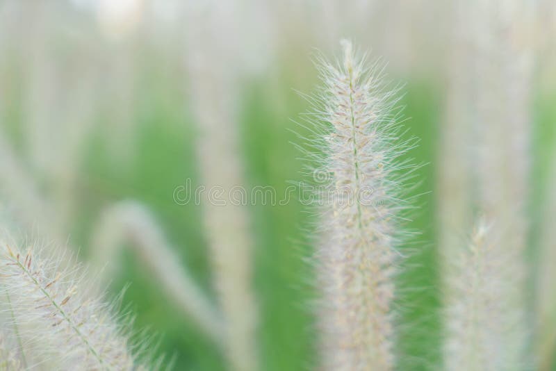 De bloem van het gras royalty-vrije stock afbeelding