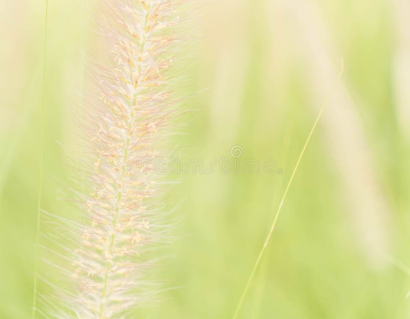 De bloem van het gras royalty-vrije stock foto