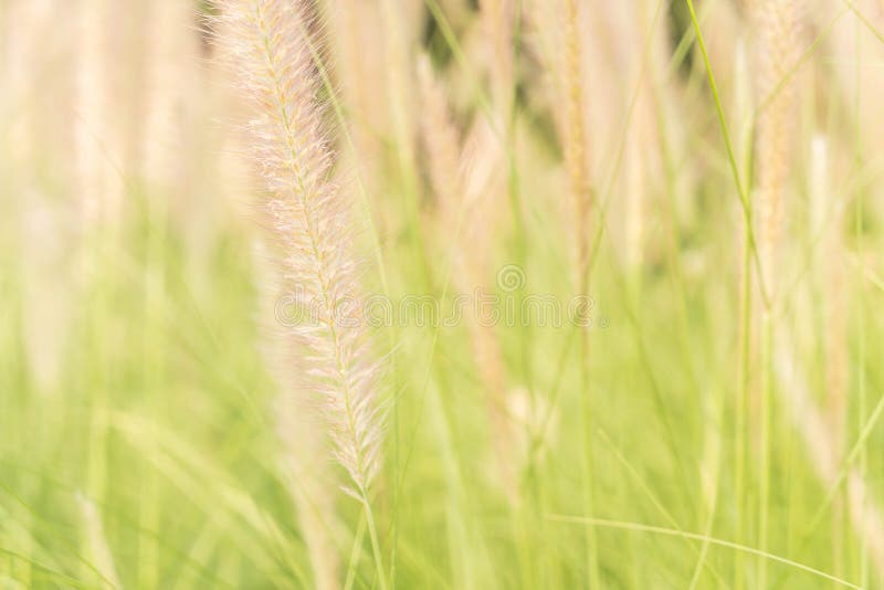 De bloem van het gras stock afbeelding