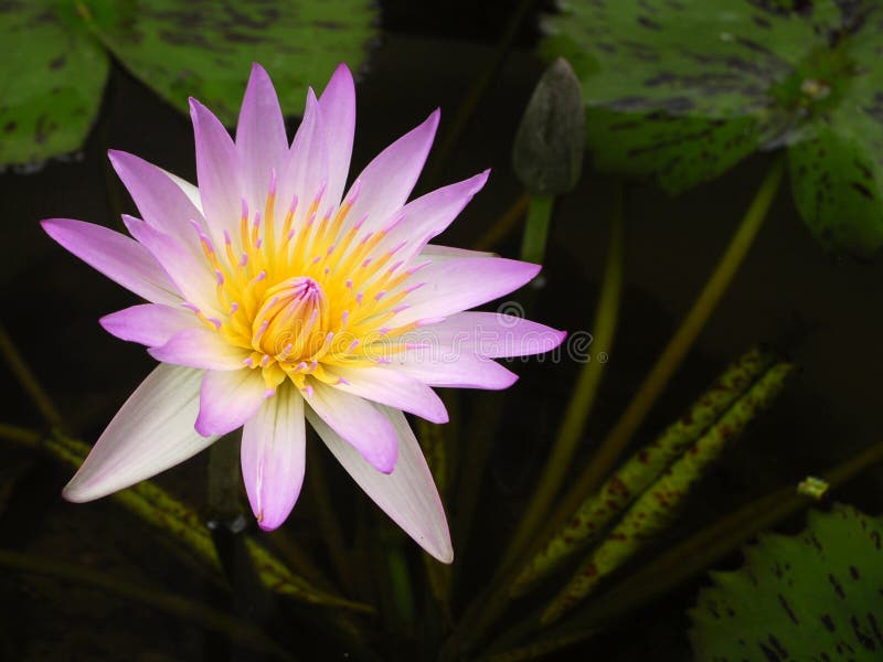 De bloem van Lotus stock afbeelding De bloem van Lotus stock afbeelding
