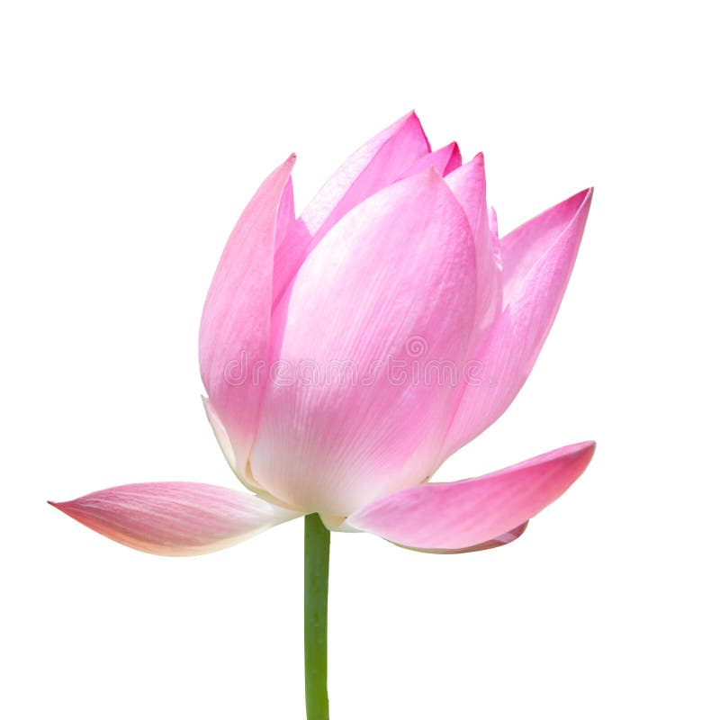 De bloem van Lotus die op wit wordt geïsoleerde