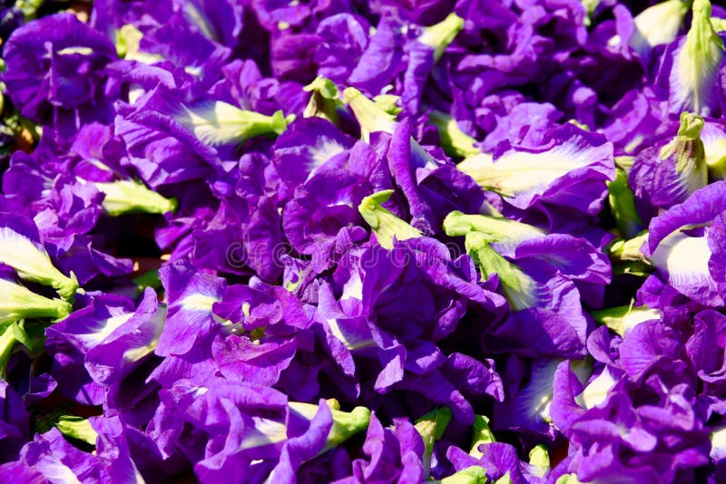 De bloem van de vlindererwt droogt in mand voor mengeling met warm water aan het drinken stock fotografie De bloem van de vlindererwt droogt in mand voor mengeling met warm water aan het drinken stock fotografie