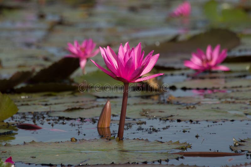 De bloem van waterlilly of Lotus-bloem die in het meer bloeien royalty-vrije stock afbeeldingen De bloem van waterlilly of Lotus-bloem die in het meer bloeien royalty-vrije stock afbeeldingen