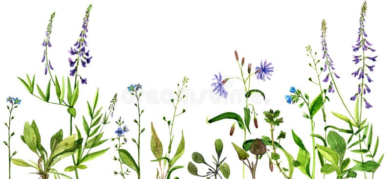De bloemen en de kruiden van de waterverftekening vector illustratie De bloemen en de kruiden van de waterverftekening vector illustratie