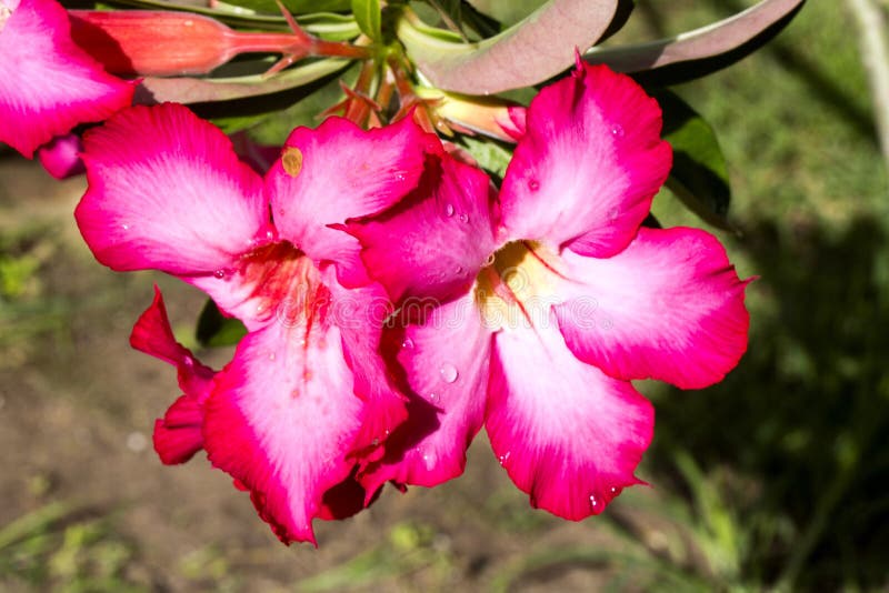 De bloemen van Adeniumarabicum met water daalt, Nusa Penida - Bali, binnen stock foto's De bloemen van Adeniumarabicum met water daalt, Nusa Penida - Bali, binnen stock foto's