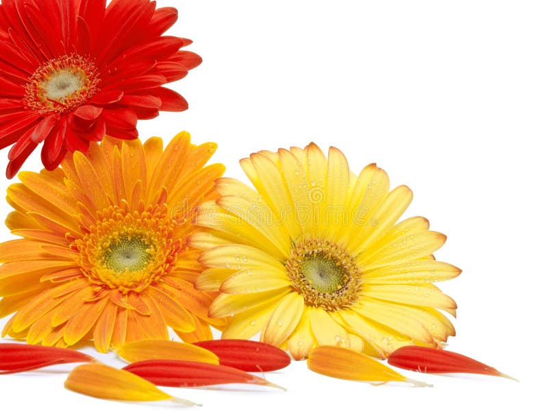 De bloemen van Daisy De bloemen van Daisy