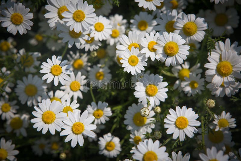 De bloemen van Daisy royalty-vrije stock afbeelding De bloemen van Daisy royalty-vrije stock afbeelding