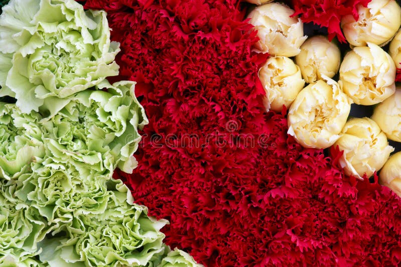 De bloemen van de anjer royalty-vrije stock afbeelding De bloemen van de anjer royalty-vrije stock afbeelding