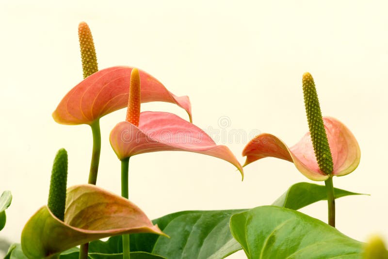 De bloemen van de anthurium royalty-vrije stock afbeelding De bloemen van de anthurium royalty-vrije stock afbeelding