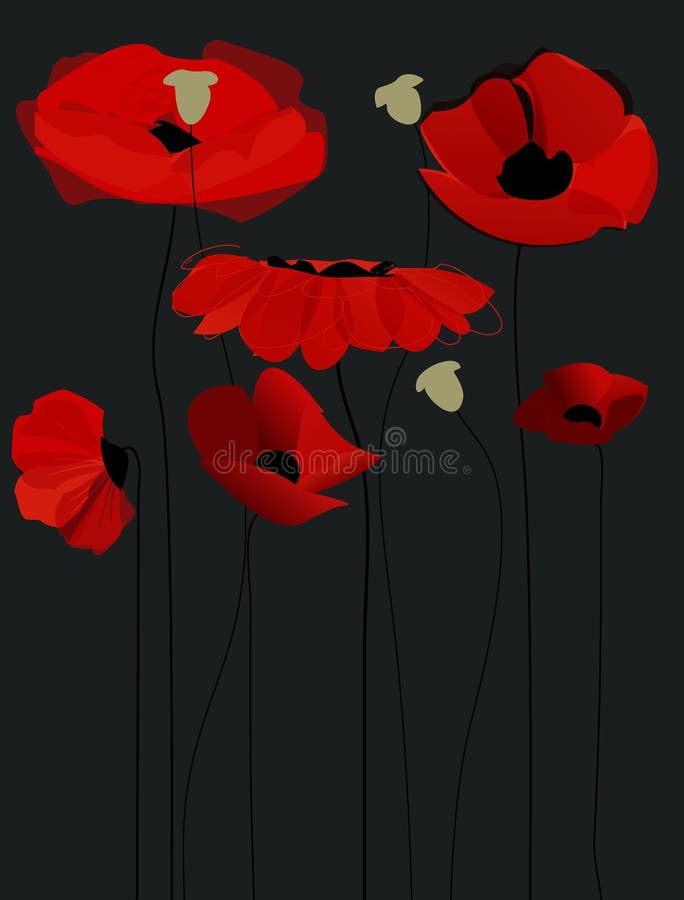 Blossom poppy flowers over black background. Blossom poppy flowers over black background