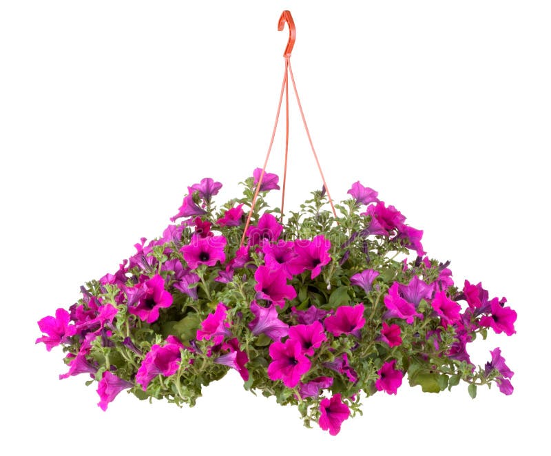 De bloemen van de de bloempot van Surfinia De bloemen van de de bloempot van Surfinia