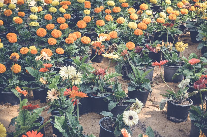 De bloemen van de goudsbloem stock afbeeldingen