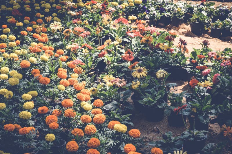 De bloemen van de goudsbloem stock foto