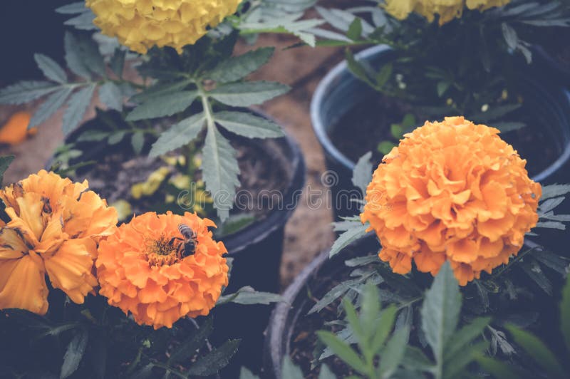 De bloemen van de goudsbloem royalty-vrije stock foto
