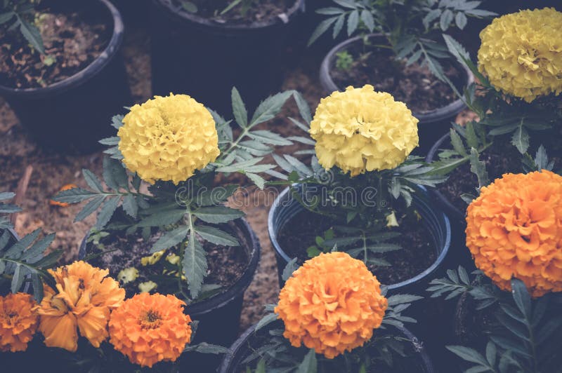 De bloemen van de goudsbloem stock foto's