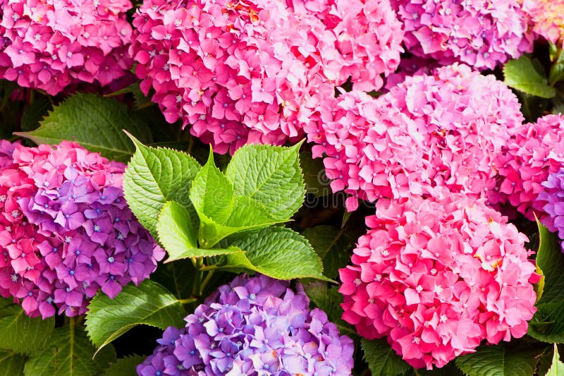 De bloemen van de hydrangea hortensia royalty-vrije stock afbeeldingen De bloemen van de hydrangea hortensia royalty-vrije stock afbeeldingen