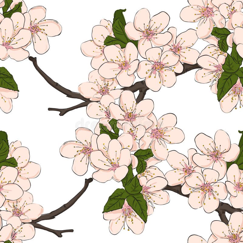 De bloemen van de kers. royalty-vrije illustratie De bloemen van de kers. royalty-vrije illustratie