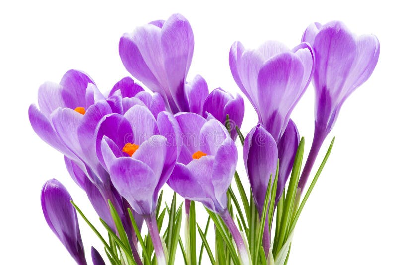 De bloemen van de lente, krokus, die op wit wordt geïsoleerda royalty-vrije stock foto De bloemen van de lente, krokus, die op wit wordt geïsoleerda royalty-vrije stock foto