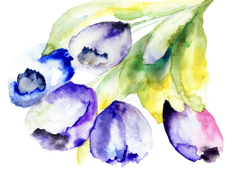 Spring Tulips flowers watercolor illustration. Spring Tulips flowers watercolor illustration