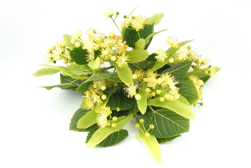 De bloemen van de linde royalty-vrije stock afbeelding De bloemen van de linde royalty-vrije stock afbeelding
