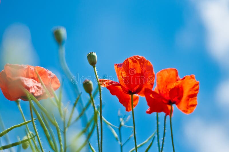 De bloemen van de papaver stock afbeelding De bloemen van de papaver stock afbeelding