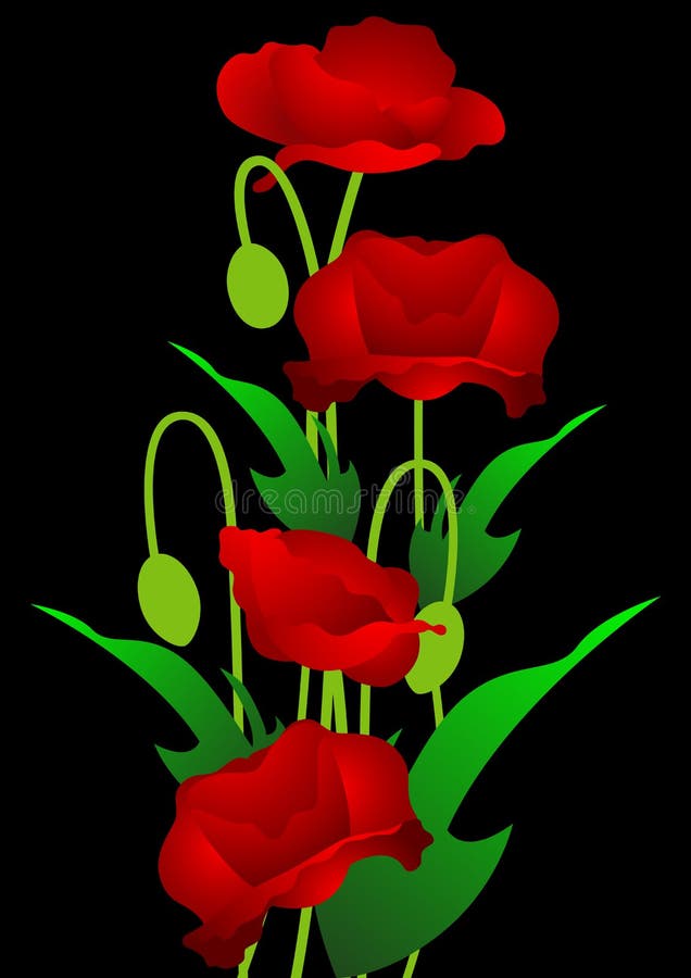 Red poppy flowers on the black background, Vector illustration. Red poppy flowers on the black background, Vector illustration