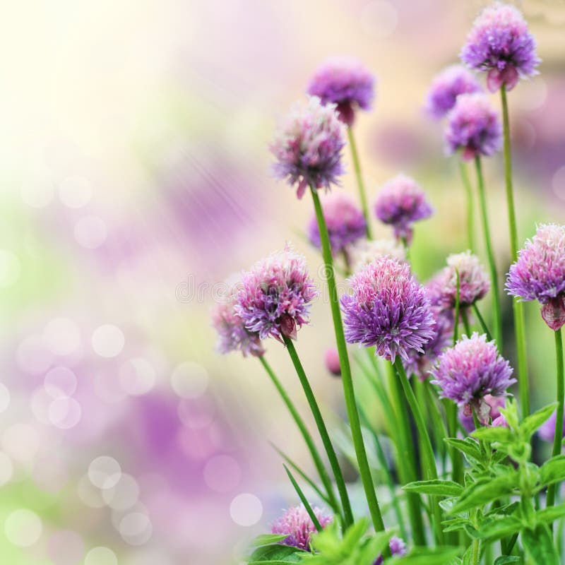 De bloemen van het bieslook De bloemen van het bieslook
