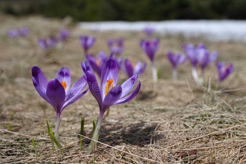 De bloemen van de krokus in de zonneschijn van de Lente stock afbeelding De bloemen van de krokus in de zonneschijn van de Lente stock afbeelding