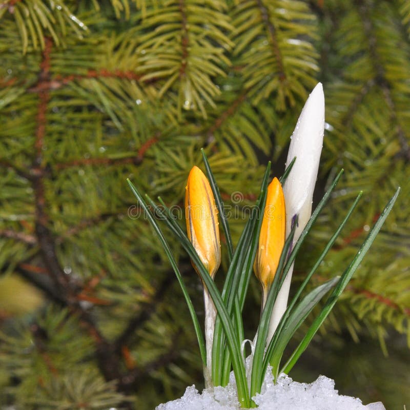 De bloemen van de krokus in de zonneschijn van de Lente stock afbeeldingen De bloemen van de krokus in de zonneschijn van de Lente stock afbeeldingen