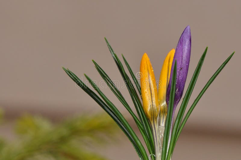 De bloemen van de krokus in de zonneschijn van de Lente stock foto De bloemen van de krokus in de zonneschijn van de Lente stock foto