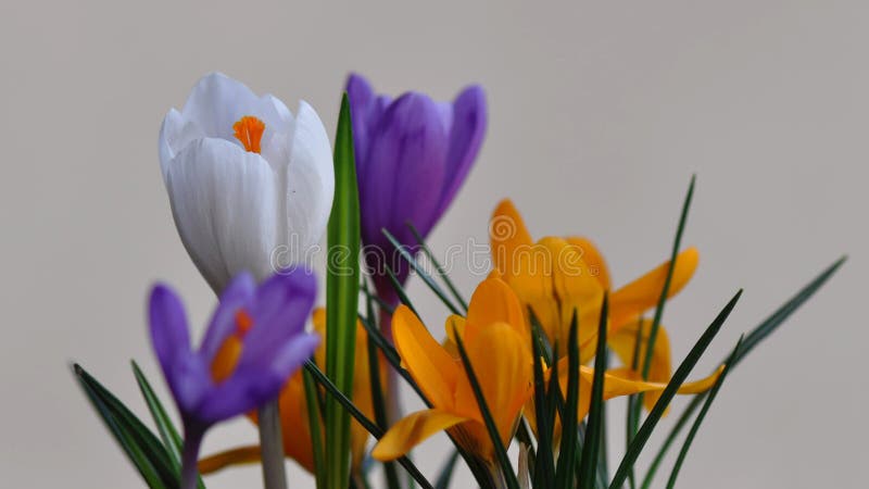 De bloemen van de krokus in de zonneschijn van de Lente stock afbeeldingen De bloemen van de krokus in de zonneschijn van de Lente stock afbeeldingen