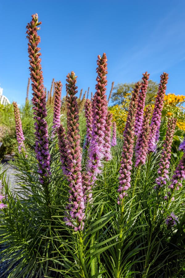De bloemen van Liatrisspicata in de de zomertuin stock fotografie De bloemen van Liatrisspicata in de de zomertuin stock fotografie