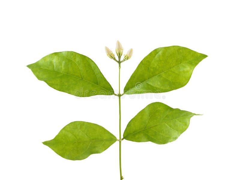De bloemenknop van de close-up witte jasmijn en groen die blad op witte achtergrond wordt geïsoleerd stock afbeelding De bloemenknop van de close-up witte jasmijn en groen die blad op witte achtergrond wordt geïsoleerd stock afbeelding