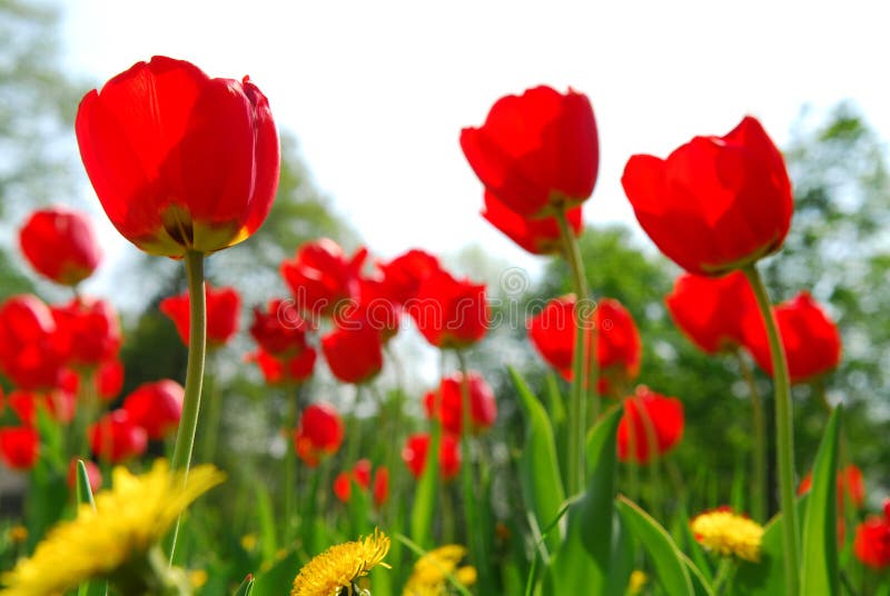 De bloemgebied van de tulp royalty-vrije stock afbeeldingen De bloemgebied van de tulp royalty-vrije stock afbeeldingen