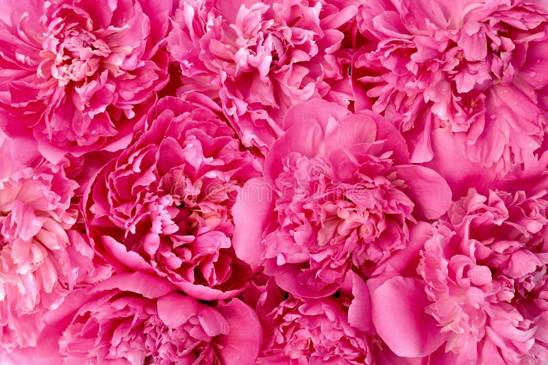 De bloemhoofden van de pioen royalty-vrije stock afbeelding De bloemhoofden van de pioen royalty-vrije stock afbeelding