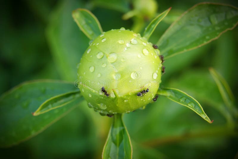 De bloemknop, waarop de mieren kruipen, bedauwt op knop, de lente of de zomer DA royalty-vrije stock afbeeldingen De bloemknop, waarop de mieren kruipen, bedauwt op knop, de lente of de zomer DA royalty-vrije stock afbeeldingen