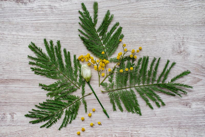 De bloemsamenstelling van het stilleven maakte de bloemen decoratieve ontwerp van mimosa's op een houten achtergrond stock afbeeldingen De bloemsamenstelling van het stilleven maakte de bloemen decoratieve ontwerp van mimosa's op een houten achtergrond stock afbeeldingen