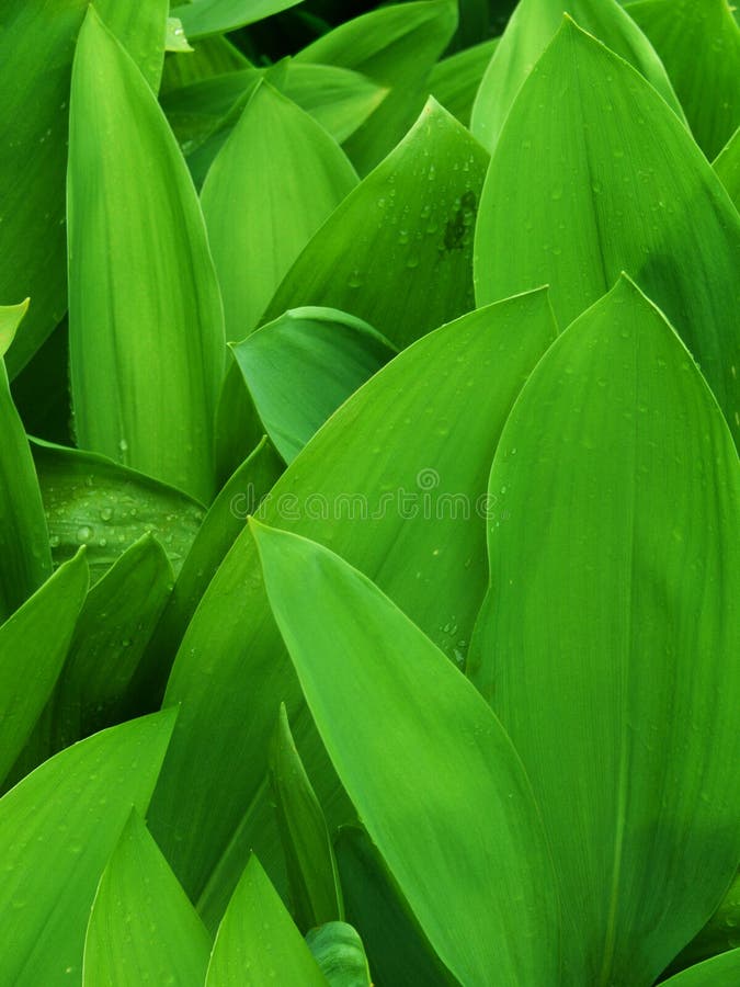 De bloemtulp van bladeren royalty-vrije stock foto De bloemtulp van bladeren royalty-vrije stock foto