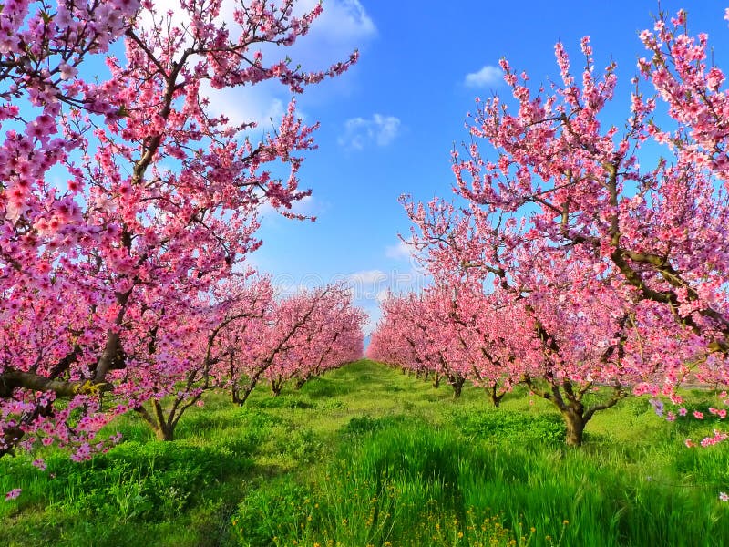 Cherry Blossom in Fresno, California. Cherry Blossom in Fresno, California