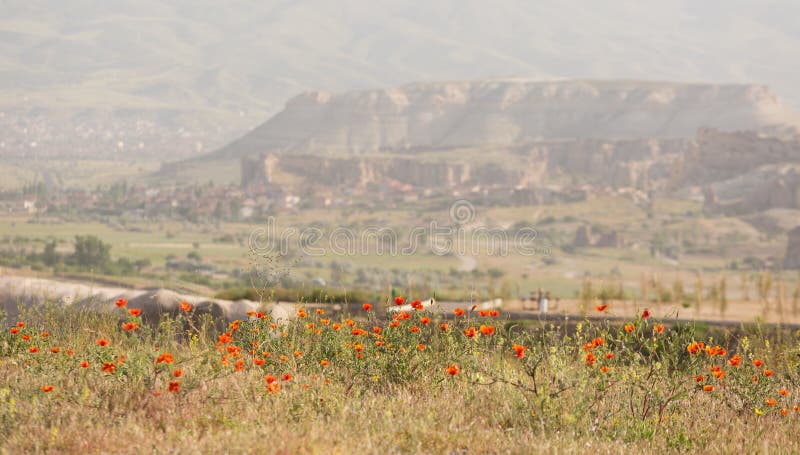 De bloesem van gebiedspapavers royalty-vrije stock foto's
