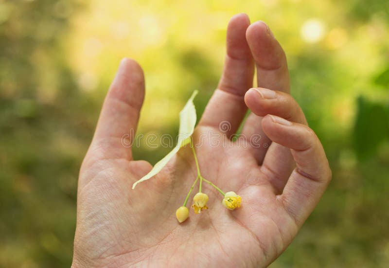 De bloesem van lindeboom ligt op de palm van woman stock foto's De bloesem van lindeboom ligt op de palm van woman stock foto's
