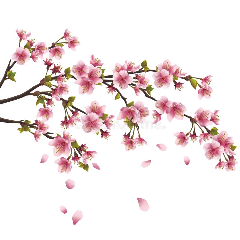 De bloesem van Sakura - Japanse geïsoleerden kersenboom