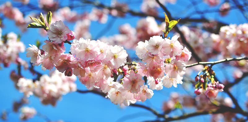 De bloesem van Sakurabloemen De kersenboom van Japan in tuin royalty-vrije stock foto De bloesem van Sakurabloemen De kersenboom van Japan in tuin royalty-vrije stock foto
