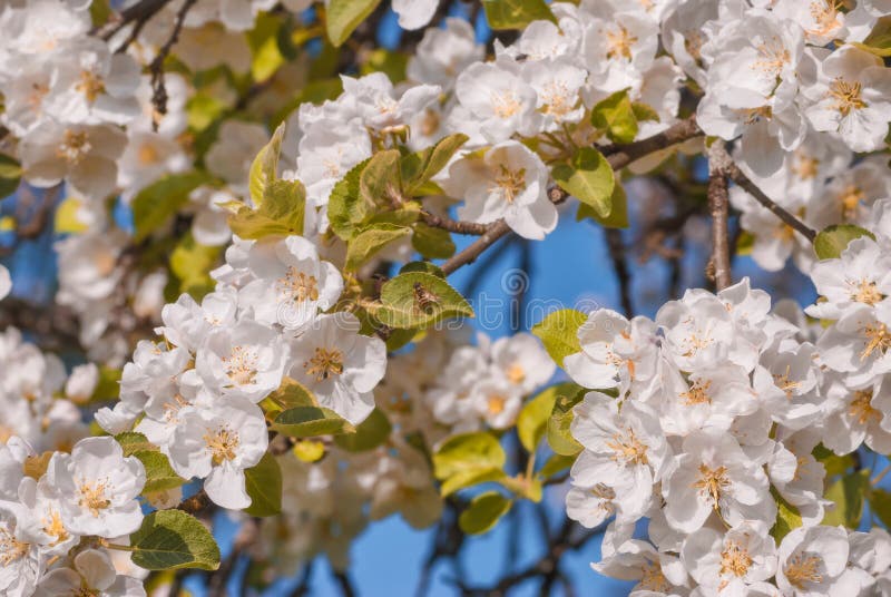 De bloesemachtergrond van Apple De de lentetijd… nam bladeren, natuurlijke achtergrond toe stock foto's De bloesemachtergrond van Apple De de lentetijd… nam bladeren, natuurlijke achtergrond toe stock foto's