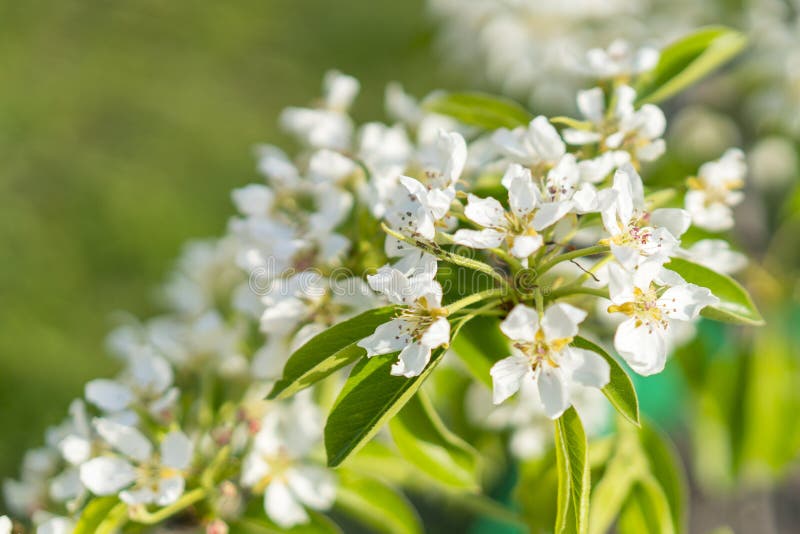 De bloesemclose-up van de perenboom Witte perenbloem op naturlachtergrond De bloesemclose-up van de fruitboom Ondiepe Diepte van stock fotografie De bloesemclose-up van de perenboom Witte perenbloem op naturlachtergrond De bloesemclose-up van de fruitboom Ondiepe Diepte van stock fotografie